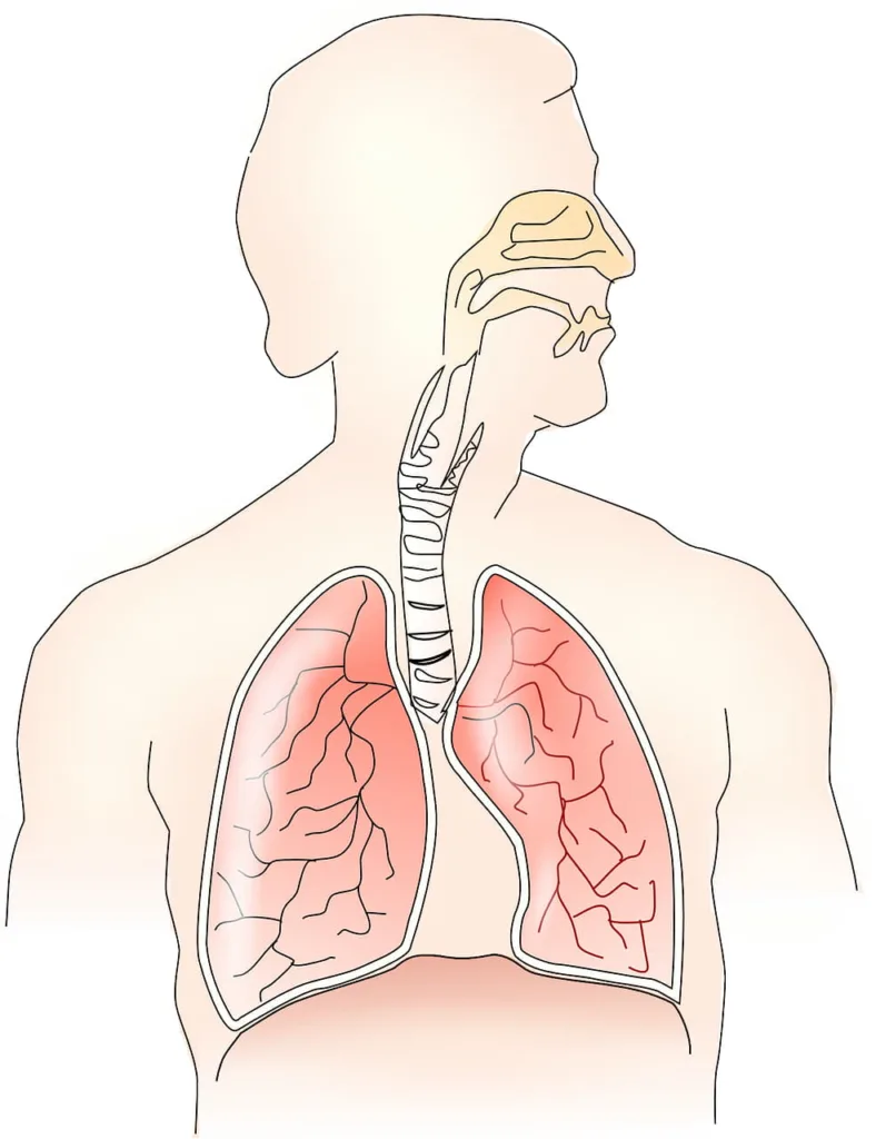 Dibujo de una persona y sus vías respiratorias